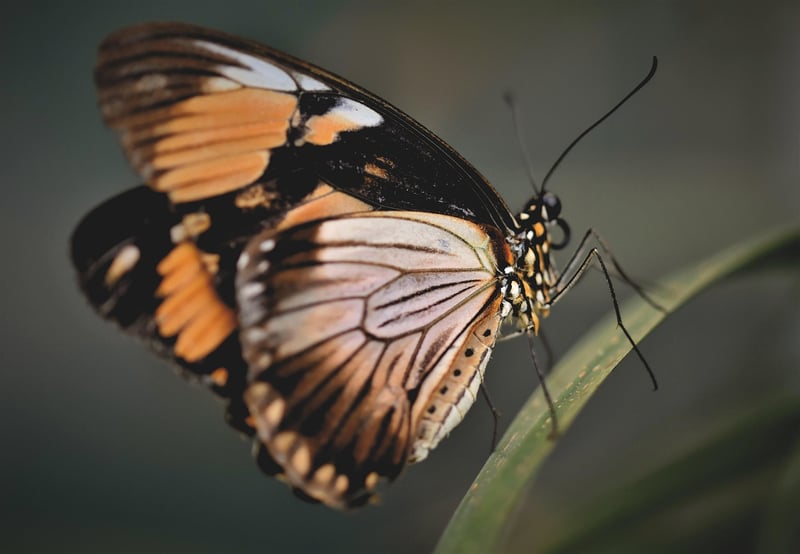 Butterfly Effect Analysis